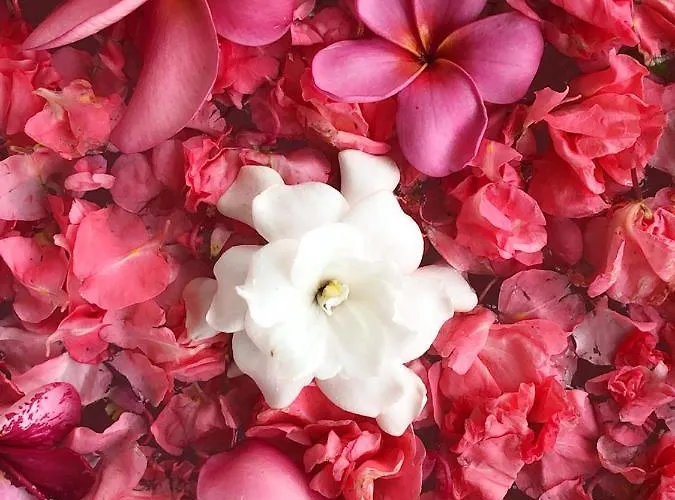 Puri Kasih Gottlieb Hotel Ubud